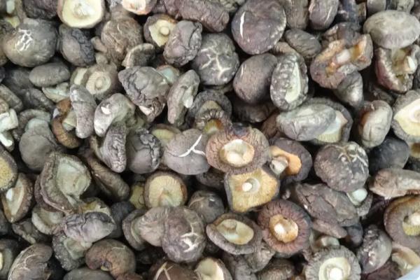 食用菌干制加工有哪些实际意义，常见的食用菌有哪些