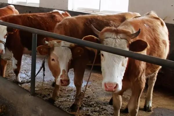 养200头牛要几亩地,国家补贴多少,养牛有哪些注意事项