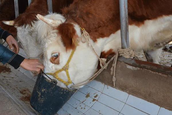 养200头牛要几亩地,国家补贴多少,养牛有哪些注意事项