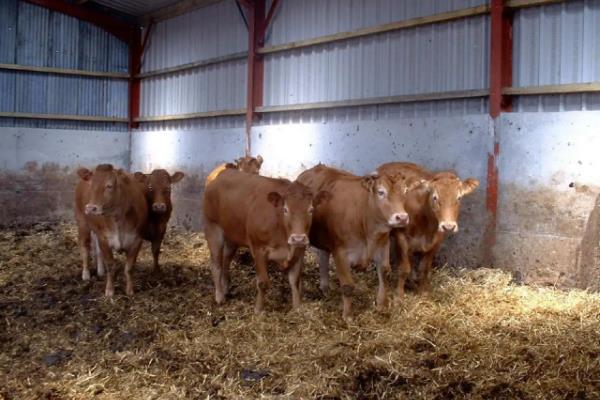 养200头牛要几亩地,国家补贴多少,养牛有哪些注意事项