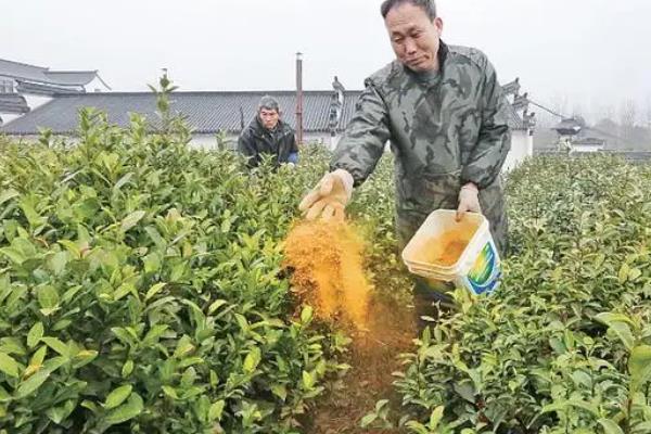 给茶树施什么肥,怎么种植和管理