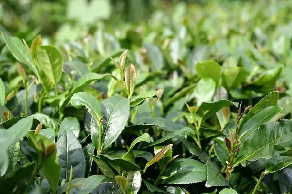 给茶树施什么肥,怎么种植和管理