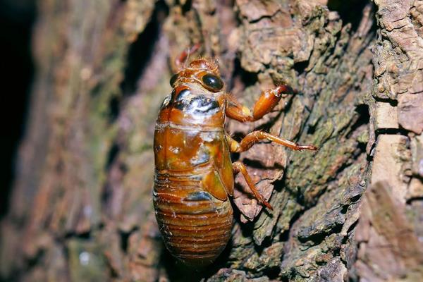 知了猴在什么树下多,附养殖方法