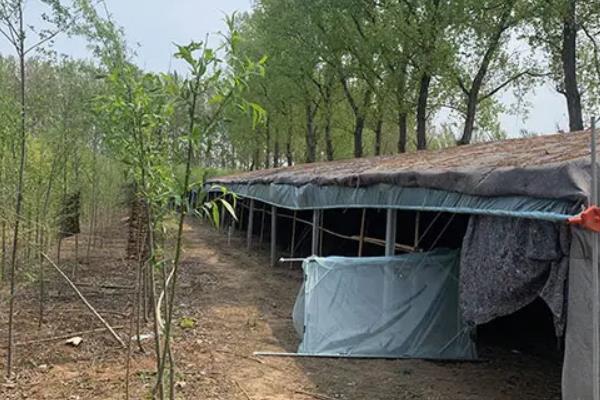 知了猴在什么树下多,附养殖方法