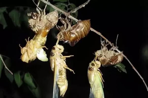 知了猴在什么树下多,附养殖方法