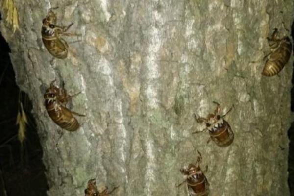 知了猴在什么树下多,附养殖方法