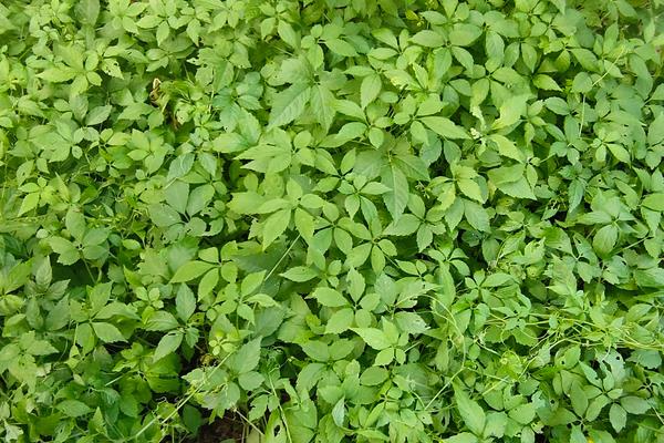 绞股蓝用什么除草剂可以除根，附绞股蓝的种植方法
