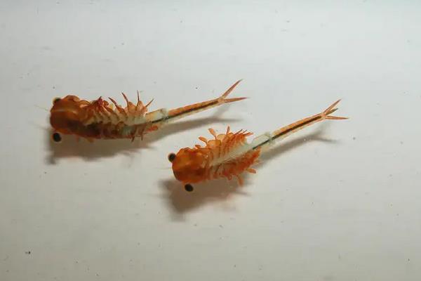 丰年虾怎么养大，丰年虾和仙女虾的区别