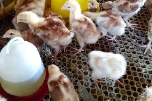养鸡一般几月份买鸡苗,鸡苗买回来如何饲喂