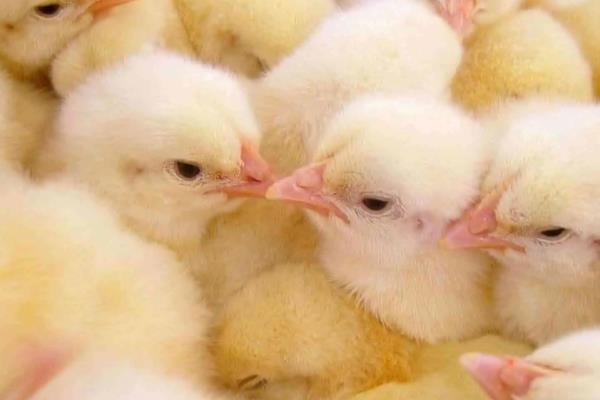 养鸡一般几月份买鸡苗,鸡苗买回来如何饲喂