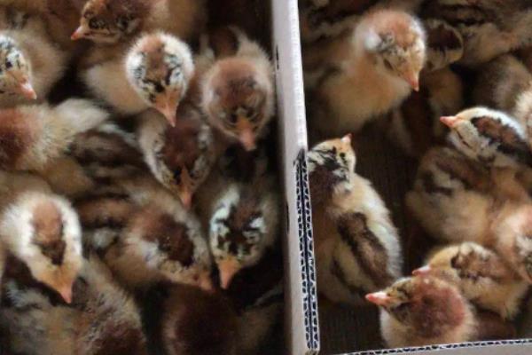 养鸡一般几月份买鸡苗,鸡苗买回来如何饲喂