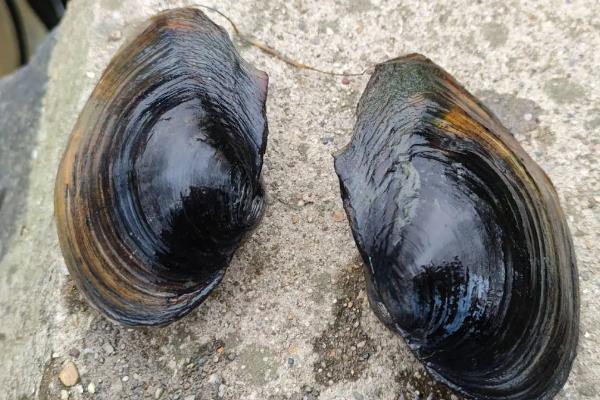 河蚌的幼虫为,附河蚌养殖技术