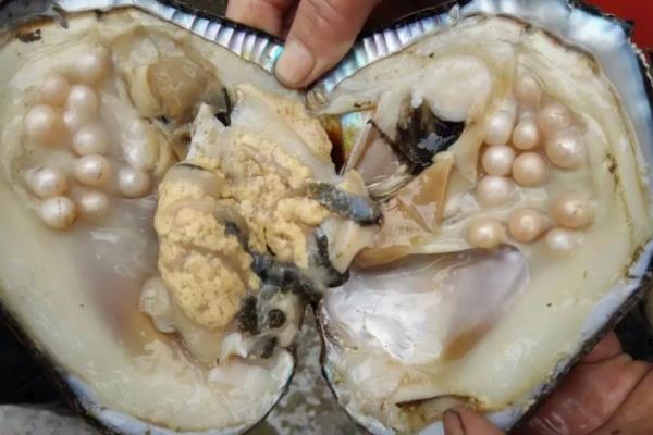 河蚌的幼虫为,附河蚌养殖技术