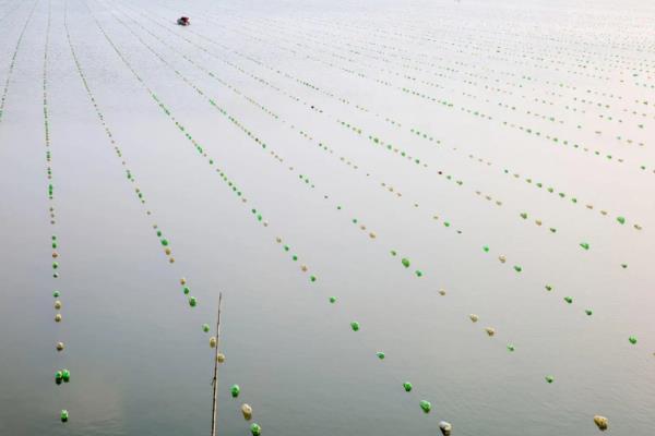 河蚌的幼虫为,附河蚌养殖技术