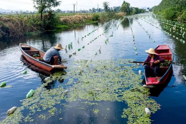 河蚌的幼虫为,附河蚌养殖技术