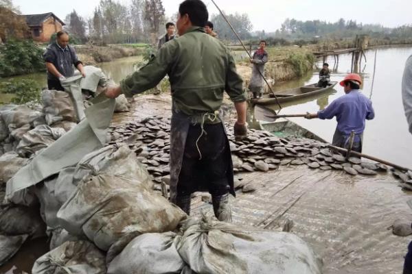 河蚌的幼虫为,附河蚌养殖技术