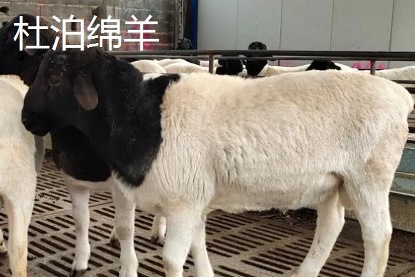 波尔山羊和杜泊绵羊区别