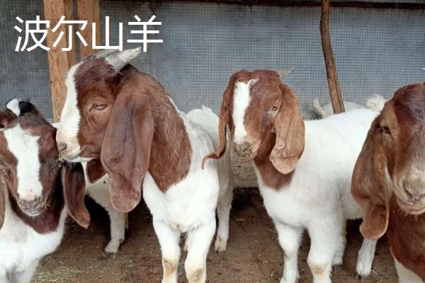 波尔山羊和杜泊绵羊区别