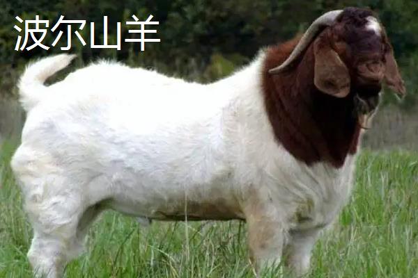 波尔山羊和杜泊绵羊区别