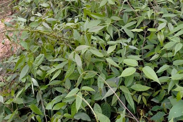 八月炸种植技术和土壤要求，八月炸适合哪些地区种植