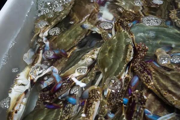 梭子蟹怎么养,梭子蟹属于海鲜类吗