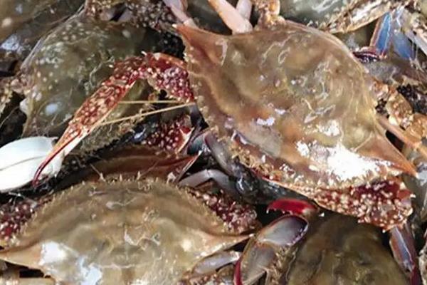 海螃蟹怎么养不会死，海螃蟹什么时候最肥