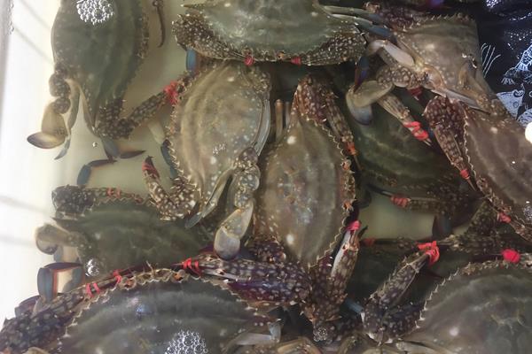 海螃蟹怎么养不会死，海螃蟹什么时候最肥