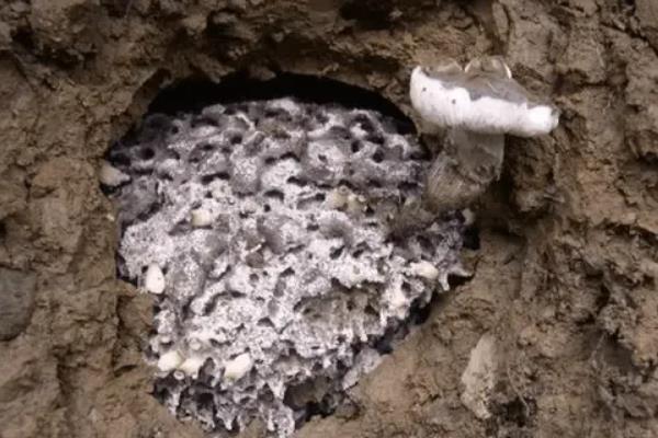 种植鸡枞菌怎么种,附种植环境