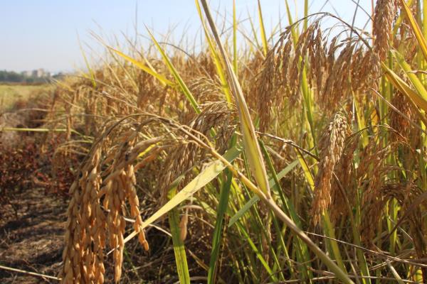 旱稻一亩收多少斤，附种植技术