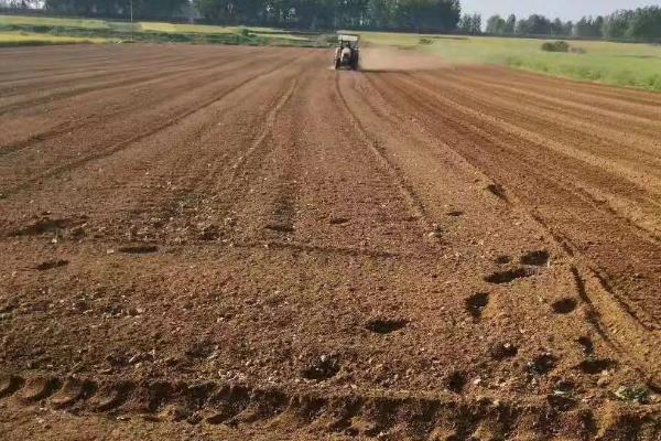 旱稻一亩收多少斤，附种植技术