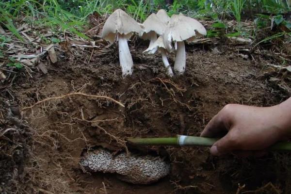 种植鸡枞菌怎么种,附种植环境