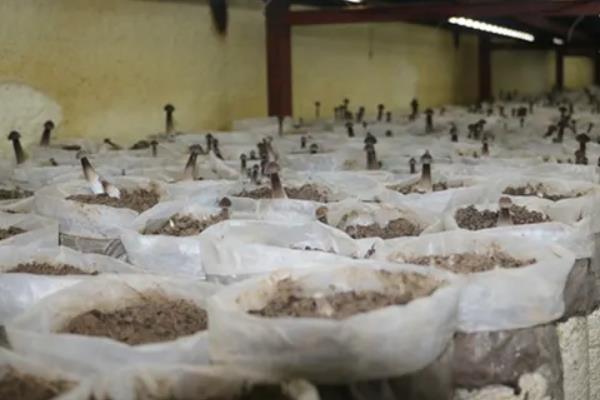 种植鸡枞菌怎么种,附种植环境