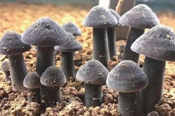 种植鸡枞菌怎么种,附种植环境