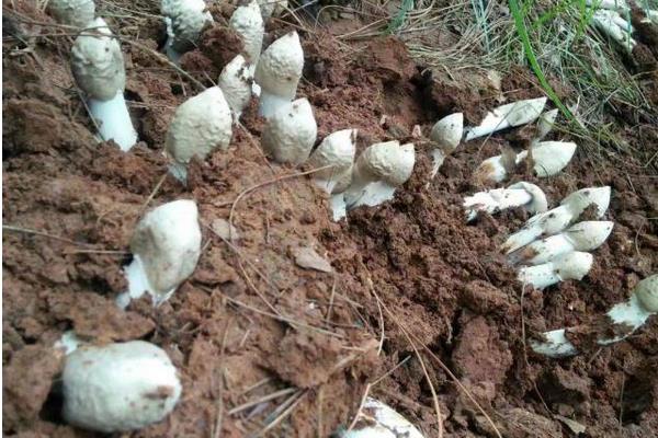 种植鸡枞菌怎么种,附种植环境