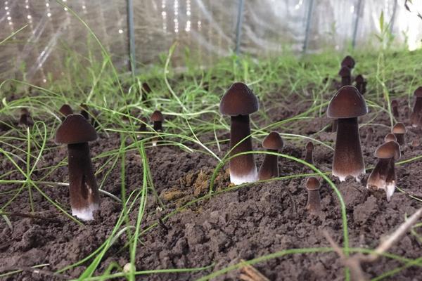 种植鸡枞菌怎么种,附种植环境