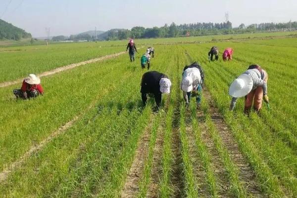旱稻一亩收多少斤，附种植技术