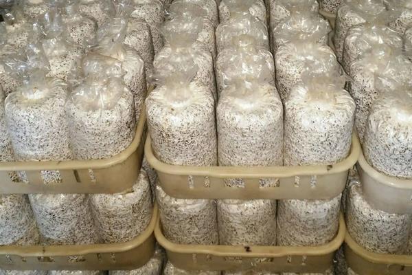 乌枞菌人工种植技术,几月份有野生的可以采