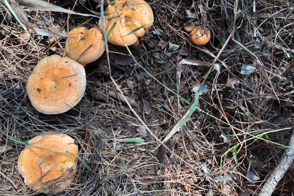 乌枞菌人工种植技术,几月份有野生的可以采