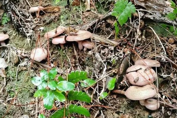 乌枞菌人工种植技术,几月份有野生的可以采