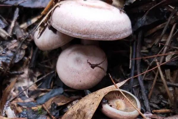 乌枞菌人工种植技术,几月份有野生的可以采