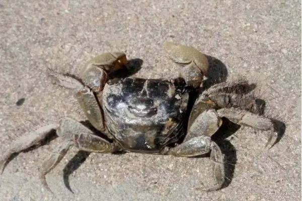 螃蜞怎么养,螃蜞和螃蟹的区别