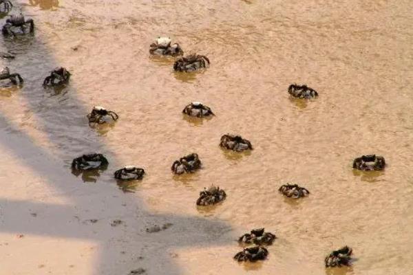 螃蜞怎么养,螃蜞和螃蟹的区别