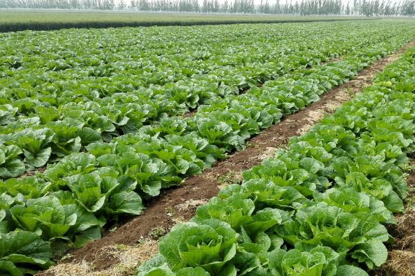 一亩白菜能产多少公斤,附种植方法