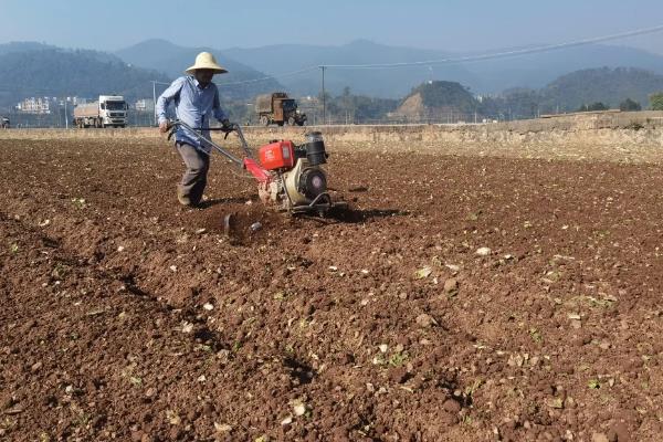 一亩白菜能产多少公斤,附种植方法