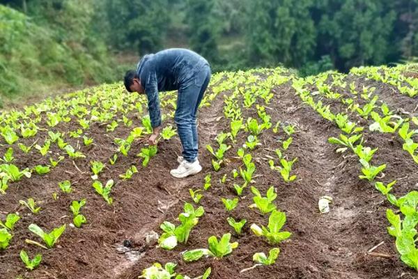 一亩白菜能产多少公斤,附种植方法