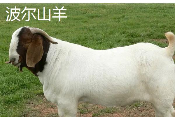 波尔山羊和黑山羊区别