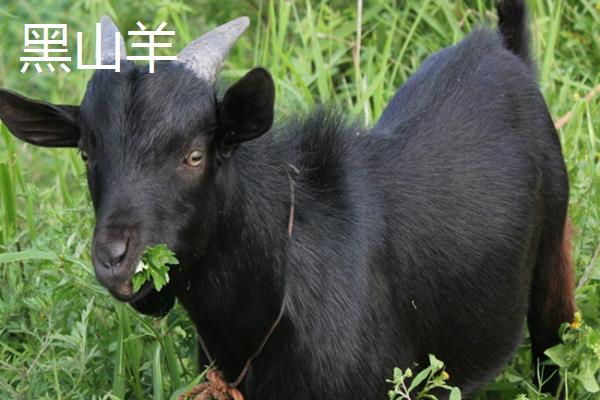 波尔山羊和黑山羊区别