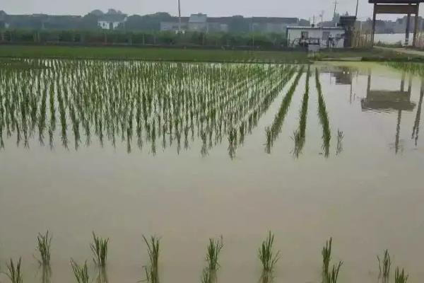伊乐藻种植方法，冬天可以种植吗