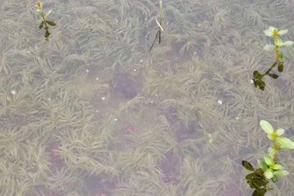 伊乐藻种植方法，冬天可以种植吗