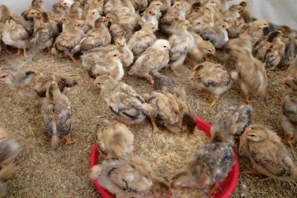 雏鸡脱温步骤，多少度合适